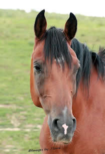 TC Stardancer, Arabian gelding