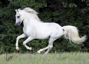 Morab Stallion running
